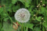 Fototapeta Dmuchawce - Macro dandelion with blurred green background, Germany
