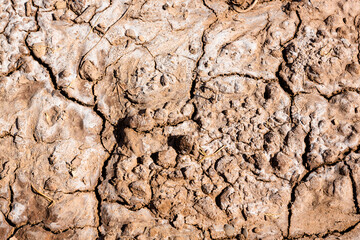 Canvas Print - Cracked dry soil of the ground because of drought in China