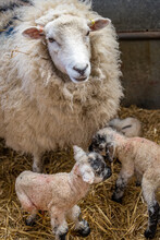 Romney Sheep And New Born Lambs, East Sussex, England