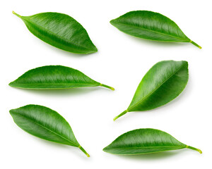 Wall Mural - Citrus leaves on white. Orange, lemon, lime, tangerine leaf isolated. Orange leaf. Lemon leaf. Leaves set. With clipping path. Full depth of field.