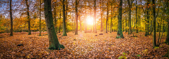 Wall Mural - Beautiful sunset scenery of Sherwood forest. Autumn landscape in England 