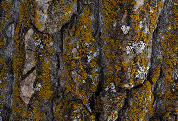 The coarse bark of a Cottonwood tree covered with multi-colored lichen.
