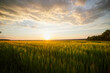 © bondvit - Beautiful landscape with field of ripe rye and blue summer sky