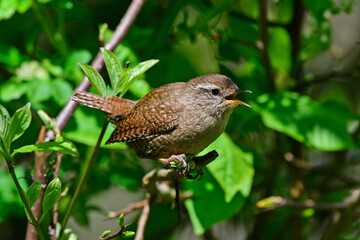 Poster - Eurasian wren // Zaunkönig (Troglodytes troglodytes)