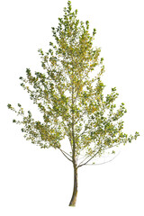deciduous tree with green and yellow leaves during fall season, isolated on white background.