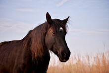 Portrait Of Beautiful Old Black Horse With White Star And Long Mane In Rays Of Winter Evening Sunset. Forest In The Background