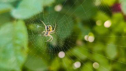 spider on web
