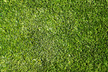 Fresh green grass texture and surface