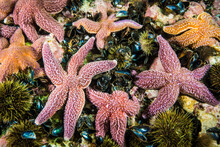 Common Starfish Underwater Hunting For Blue Mussels