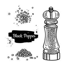 Black pepper transparent mill. Peppercorn heap, grounded powder, dryed seed, plant. Vintage hand drawn vector sketch illustration.