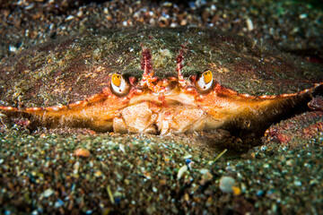 Wall Mural - Atlantic rock crab underwater in the St. Lawrence River