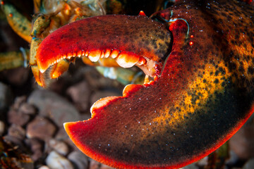 Wall Mural - Close up of an American lobster’s claw underwater foraging for food on rocky bottom.