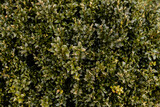 Fototapeta  - zielone rośliny w ciepły wiosenny dzień, zieleń w parku z bliska  