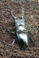 Wall Mural - View of a large deer beetle from above, close-up