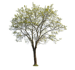 isolated blooming tree on white background. maple tree cutout.