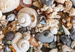 different sea shell and beach stones background