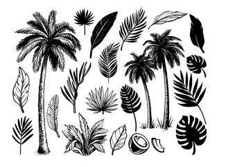 Tropical coconut palm trees. Black and white hand drawn vector. 