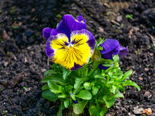 Pansies With Yellow-blue Petals In The Garden.