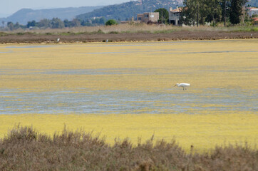 Sticker - flock of flamingos  oropos greece wetland