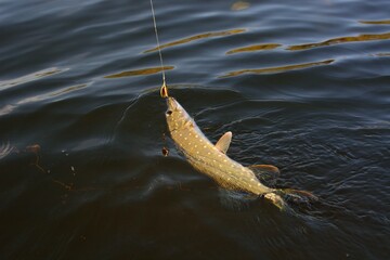 Wall Mural - Summer fishing, pike fishing, spinning on the lake 