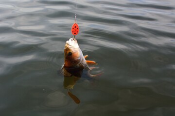 Wall Mural - Summer fishing, perch fishing spinning reel on the lake 