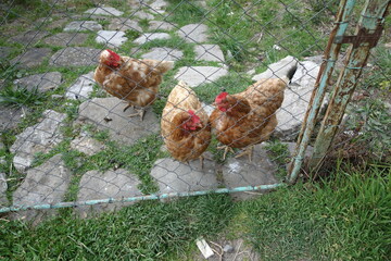 Three chickens behind the garden fence