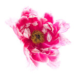 fiore di peonia su fondo bianco