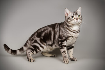 Wall Mural - American shorthair cat on colored backgrounds