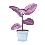 Fikus - egzotyczne liście w odcieniach fioletu w błękitnej doniczce. Botaniczna ilustracja tropikalnej rośliny na białym tle.