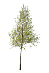 Wall Mural - Spring tree isolated on white background, deciduous tree cutout