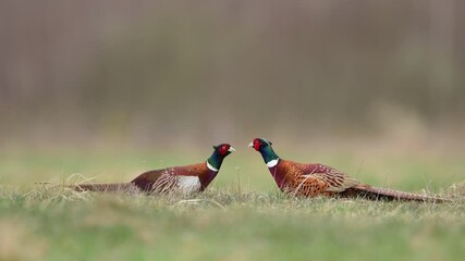 Sticker - Ringneck Pheasant ( Phasianus colchicus ) male	