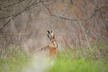 Poster - European hare stands in the grass. Lepus europaeus