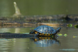 Turtle on the water