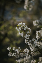 Closeup Shot Of Tree Branches With Beautiful Cherry Blossoms