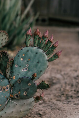 Poster - Vertical shot of a beautiful cactus with flowers on the desert