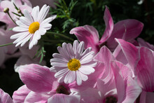Light Pink Daisies With Yellow Centres Nestled In Medium Pink Cyclamen Petals All Bathed In An Ethereal Light