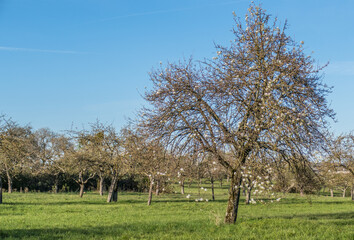 Poster - Blühende Obstbäume im Frühjahr