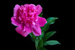 © smiltena - Beautiful fluffy blooming pink peony on black background