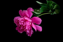 Beautiful Fluffy Blooming Pink Peony On Black Background