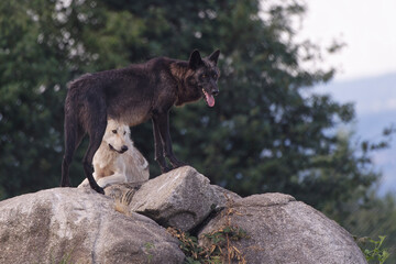 Wall Mural - Loup du Mackenzie