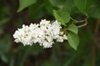 © Kateryna - white lilac flowers in green leaves bloom in spring