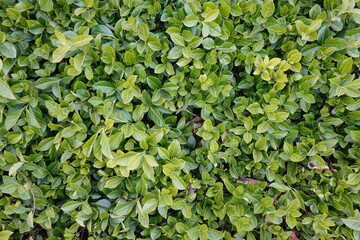 Sticker - Asiatic jasmine is an evergreen, vine-like woody plant that is commonly used in Florida landscapes due to its hardiness and drought tolerance.