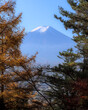 View of Mount Fuji through a break in the canopy of an autumnal forest under a blue sky, with part of the city of Fujiyoshida visible through the leaves