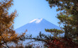 View of Mount Fuji through a break in the canopy of an autumnal forest under a blue sky
