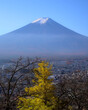 Daytime view of Mount Fuji and a bright yellow ginkgo tree in autumn under a clear blue sky, with part of the city of Fujiyoshida visible
