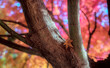 Selective focus on a single maple leaf in the crook of two branches of a tree, with a colorful autumnal canopy and blue sky visible in the background