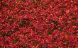 A dark moss-covered concrete surface covered in fallen red autumnal maple leaves