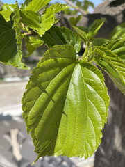 Closeup of the growing green leaves on the tree branches in the garden