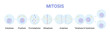 Vector illustration of Mitosis phases. Cell division