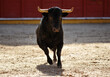spanish bull in a traditional spectacle of bullfight